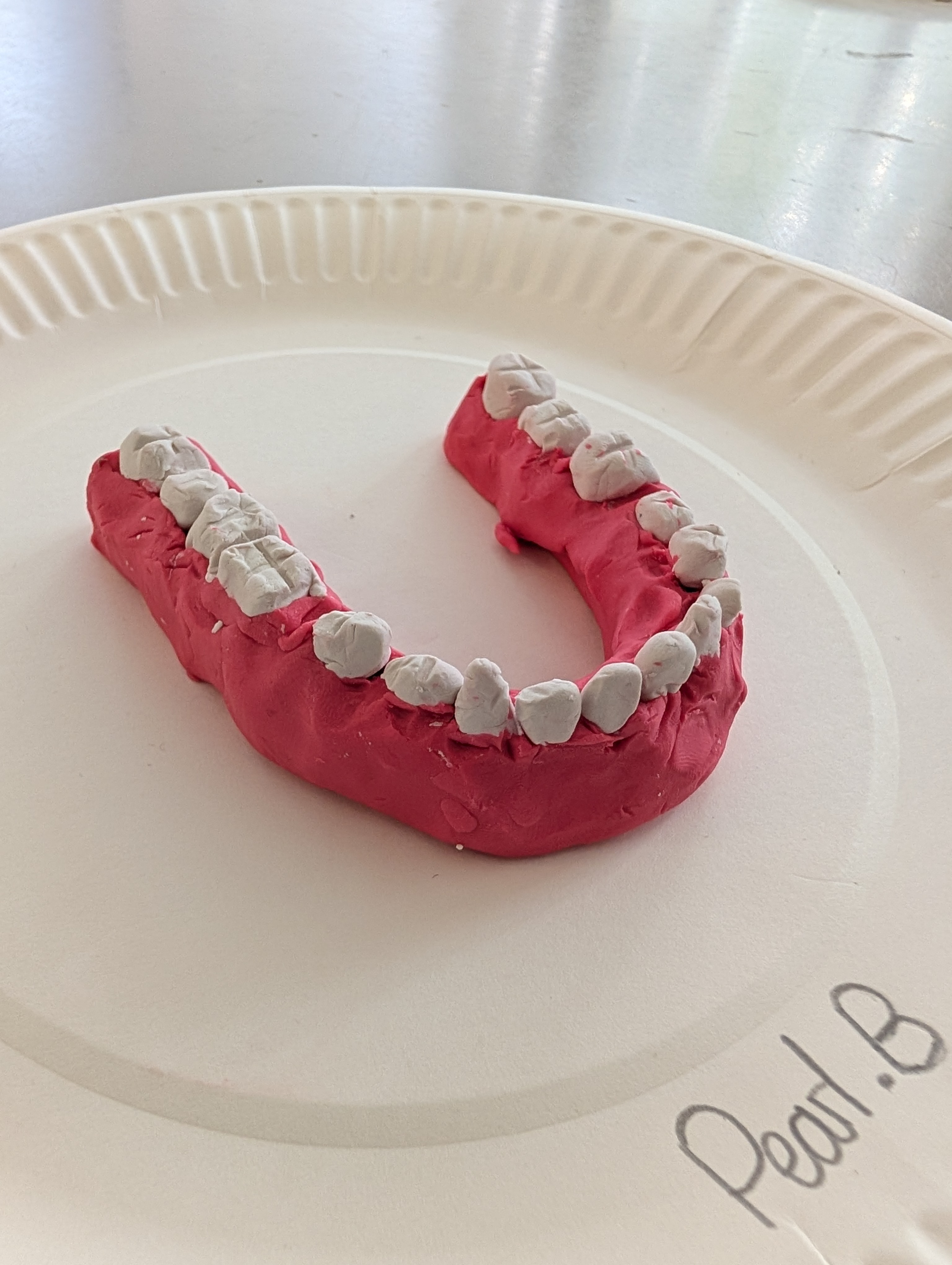 Year 4 science digestion experiment 1